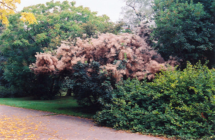 Smokebush (Cotinus coggygria) at Brenda's Blumenladen