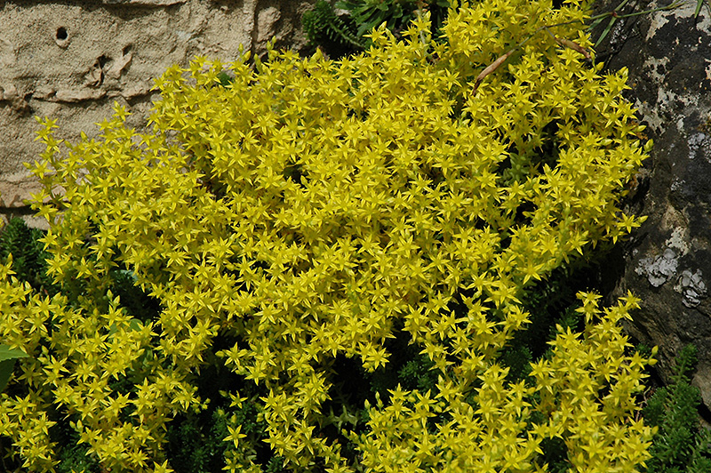 Golden Moss Stonecrop (Sedum acre) at Brenda's Blumenladen