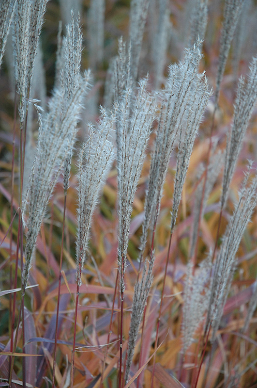 Flame Grass (Miscanthus sinensis 'Purpurascens') at Brenda's Blumenladen