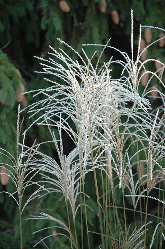Graziella Maiden Grass (Miscanthus sinensis 'Graziella') at Brenda's Blumenladen