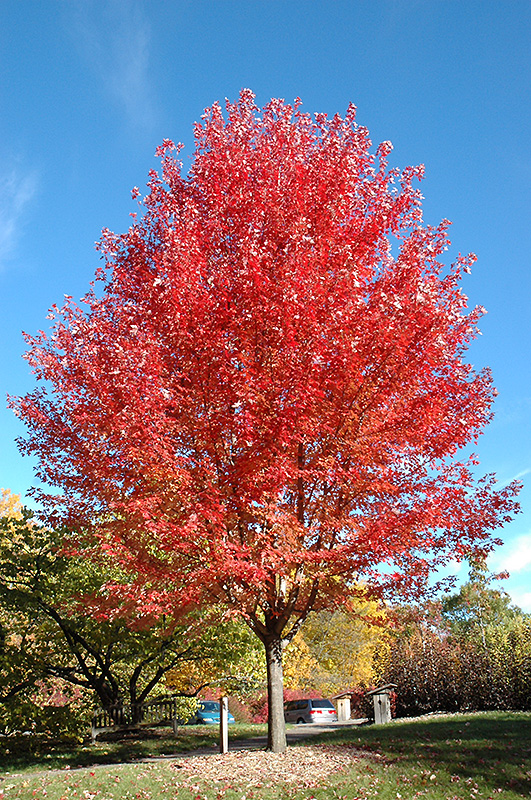 Autumn Blaze Maple (Acer x freemanii 'Jeffersred') at Brenda's Blumenladen