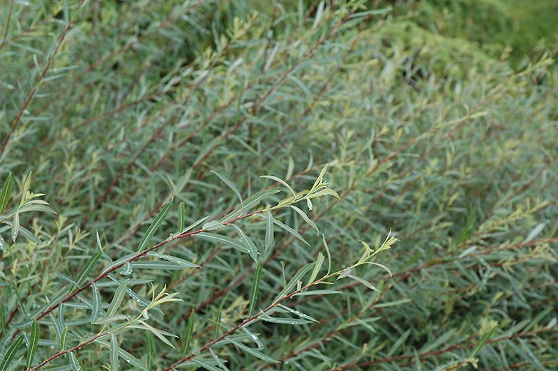 Creeping Arctic Willow (Salix purpurea 'Nana') at Brenda's Blumenladen