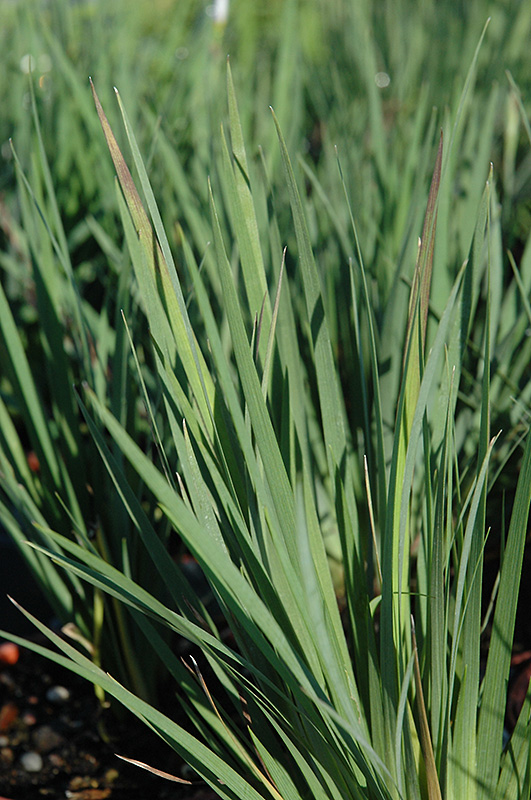 Lucerne Blue-Eyed Grass (Sisyrinchium angustifolium 'Lucerne') at Brenda's Blumenladen