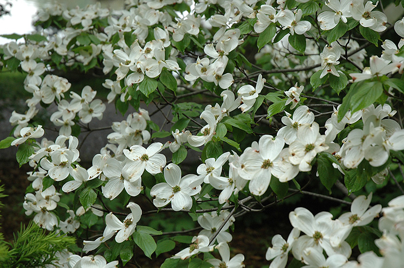 Cherokee Princess Flowering Dogwood (Cornus florida 'Cherokee Princess') at Brenda's Blumenladen