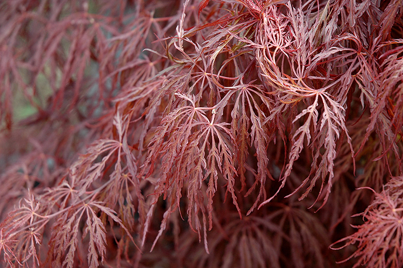 Crimson Queen Japanese Maple (Acer palmatum 'Crimson Queen') at Brenda's Blumenladen