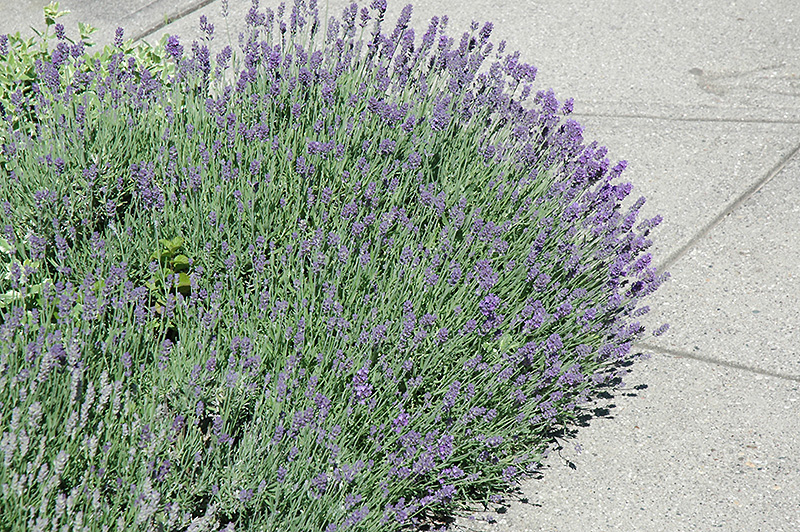 Munstead Lavender (Lavandula angustifolia 'Munstead') at Brenda's Blumenladen