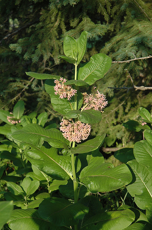 Common Milkweed (Asclepias syriaca) at Brenda's Blumenladen