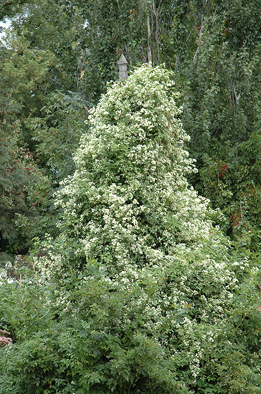 Sweet Autumn Clematis (Clematis terniflora) at Brenda's Blumenladen