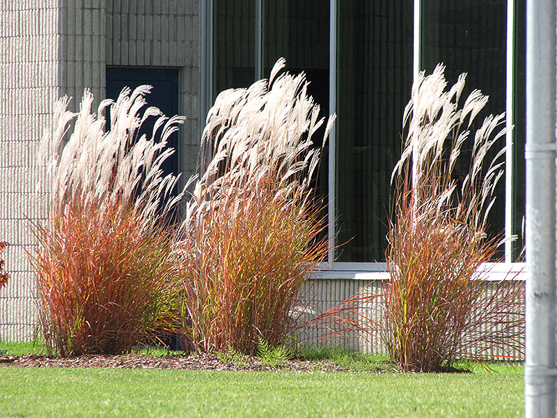 Flame Grass (Miscanthus sinensis 'Purpurascens') at Brenda's Blumenladen