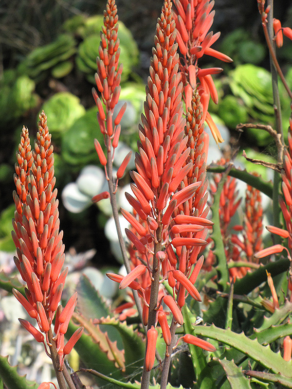 Aloe Vera (Aloe vera) at Brenda's Blumenladen