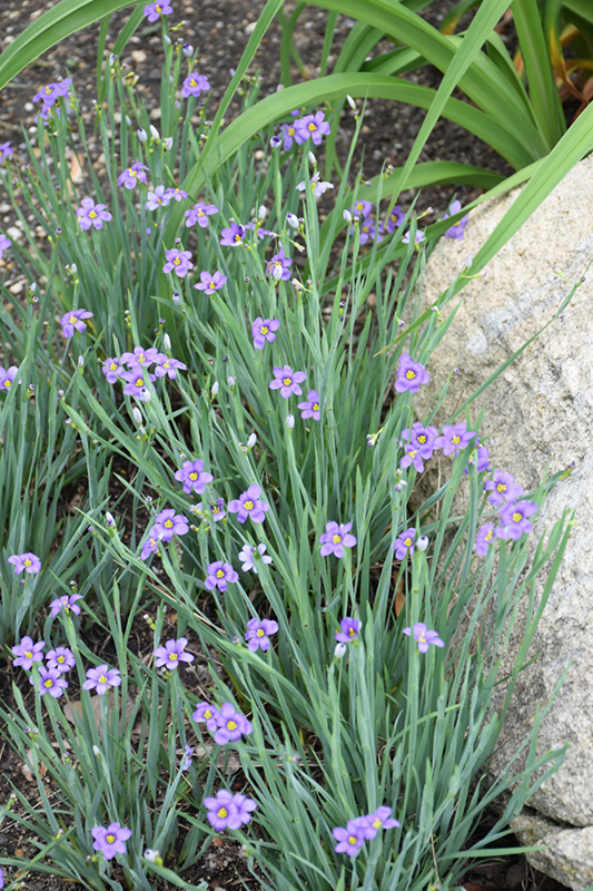 Lucerne Blue-Eyed Grass (Sisyrinchium angustifolium 'Lucerne') at Brenda's Blumenladen