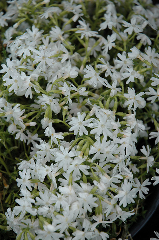 Snowflake Phlox (Phlox subulata 'Snowflake') at Brenda's Blumenladen