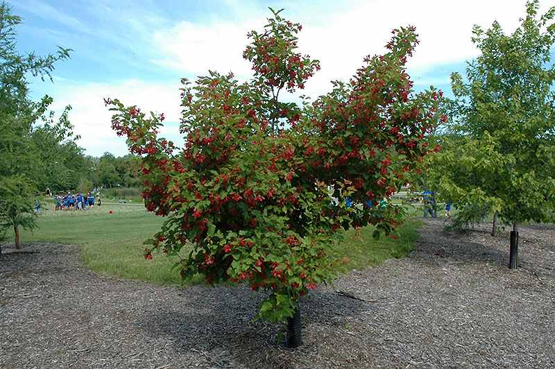Hot Wings Tatarian Maple (Acer tataricum 'GarAnn') at Brenda's Blumenladen