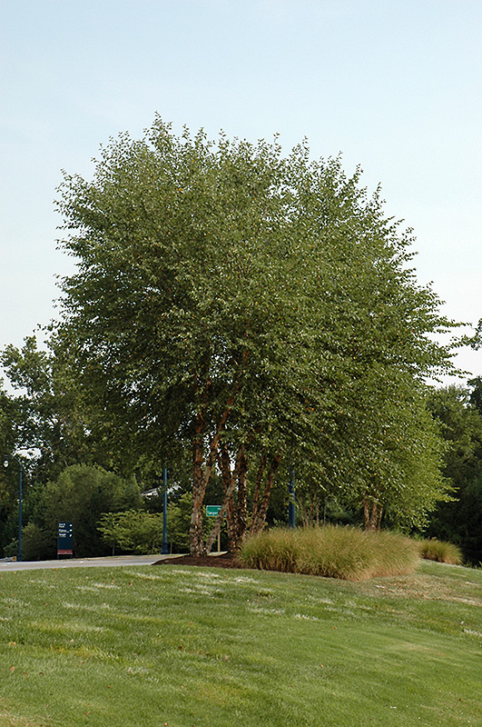 Heritage River Birch (clump) (Betula nigra 'Heritage (clump)') at Brenda's Blumenladen