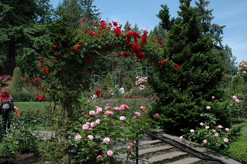 Ramblin' Red Rose (Rosa 'Ramblin' Red') at Brenda's Blumenladen