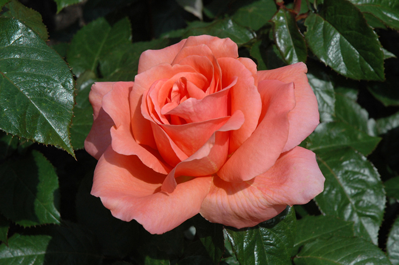 Sweet Fragrance Rose (Rosa 'Sweet Fragrance') at Brenda's Blumenladen
