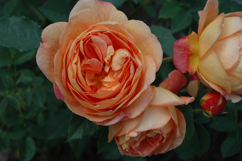 Lady Of Shalott Rose (Rosa 'Ausnyson') at Brenda's Blumenladen