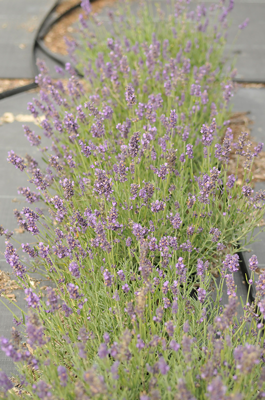 SuperBlue Lavender (Lavandula angustifolia 'SuperBlue') at Brenda's Blumenladen