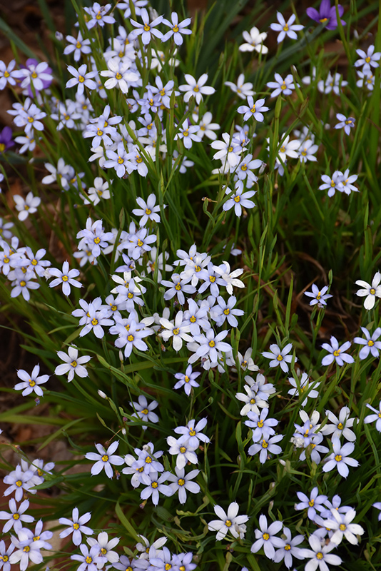 Narrowleaf Blue-Eyed Grass (Sisyrinchium angustifolium) at Brenda's Blumenladen