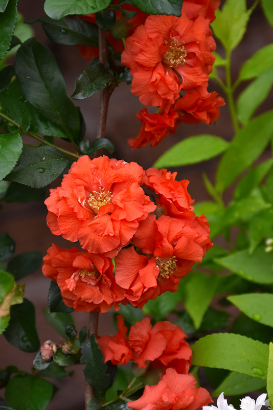 Double Take Orange Flowering Quince (Chaenomeles speciosa 'Orange Storm') at Brenda's Blumenladen