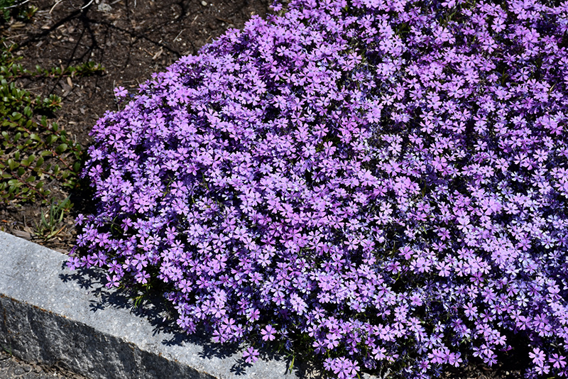 Purple Beauty Moss Phlox (Phlox subulata 'Purple Beauty') at Brenda's Blumenladen