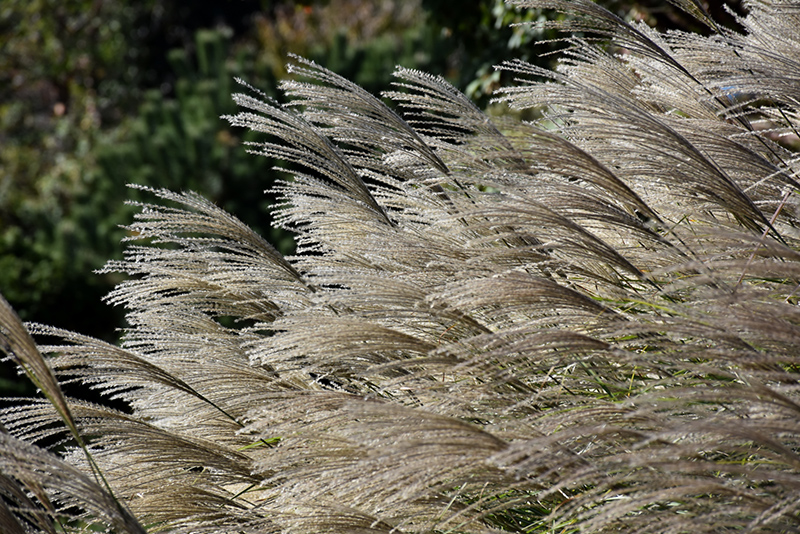 Gracillimus Maiden Grass (Miscanthus sinensis 'Gracillimus') at Brenda's Blumenladen