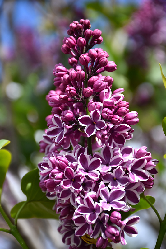 Sensation Lilac (Syringa vulgaris 'Sensation') at Brenda's Blumenladen