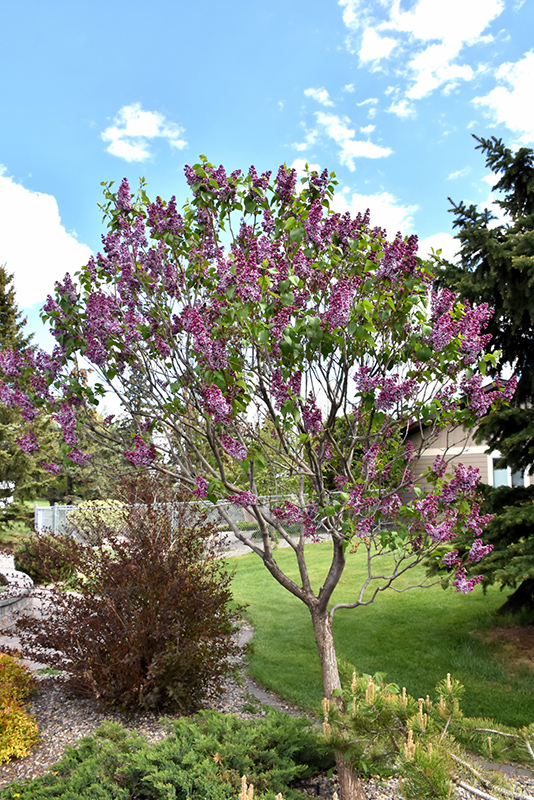 Sensation Lilac (Syringa vulgaris 'Sensation') at Brenda's Blumenladen