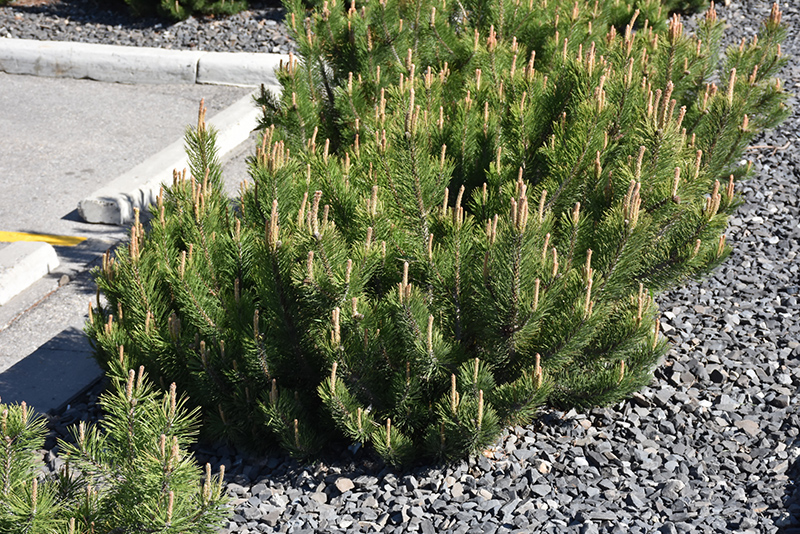 Dwarf Mugo Pine (Pinus mugo var. pumilio) at Brenda's Blumenladen