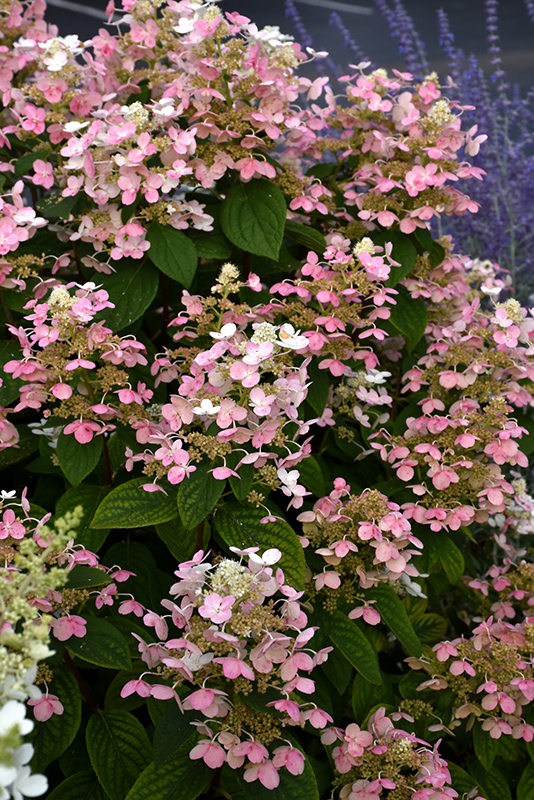 Quick Fire Hydrangea (Hydrangea paniculata 'Bulk') at Brenda's Blumenladen