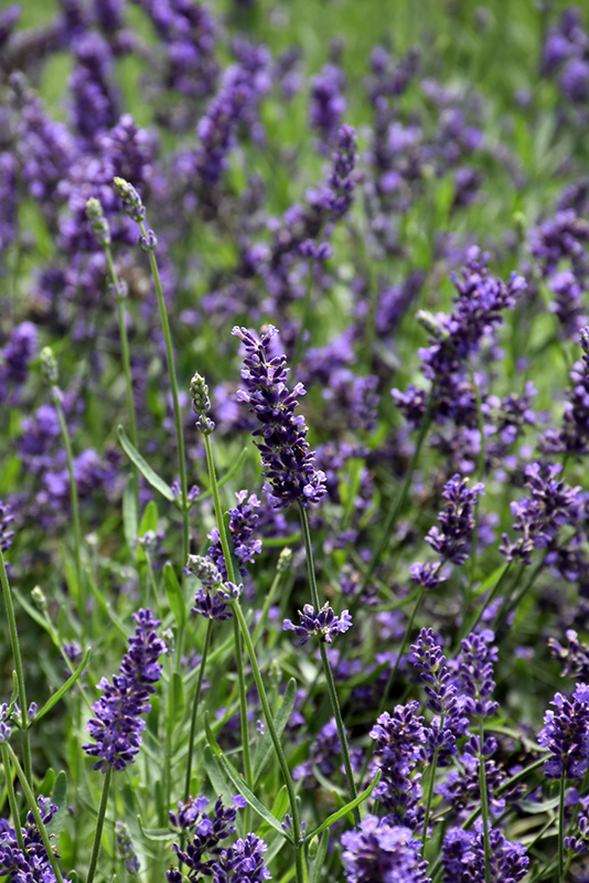 SuperBlue Lavender (Lavandula angustifolia 'SuperBlue') at Brenda's Blumenladen