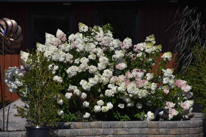 Vanilla Strawberry Hydrangea (Hydrangea paniculata 'Renhy') at Brenda's Blumenladen