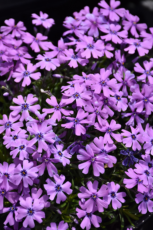 Purple Beauty Moss Phlox (Phlox subulata 'Purple Beauty') at Brenda's Blumenladen
