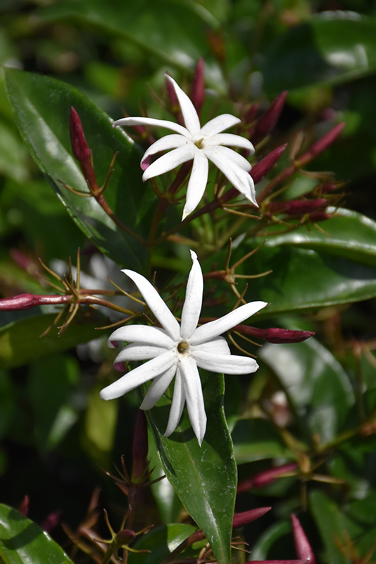 Star Jasmine (Jasminum multiflorum) at Brenda's Blumenladen