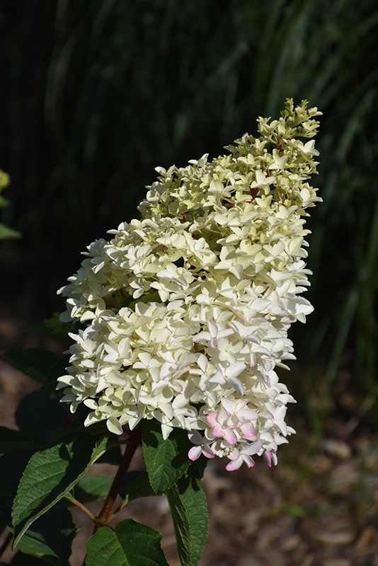 Berry White Hydrangea (Hydrangea paniculata 'Renba') at Brenda's Blumenladen