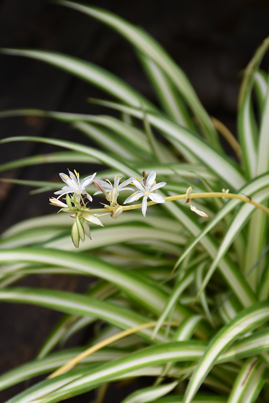 Spider Plant (Chlorophytum comosum) at Brenda's Blumenladen