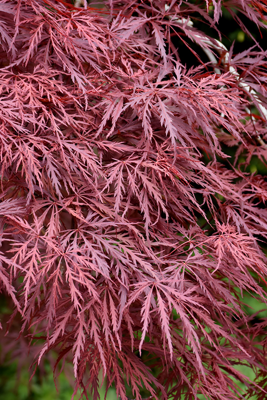 Red Dragon Japanese Maple (Acer palmatum 'Red Dragon') at Brenda's Blumenladen