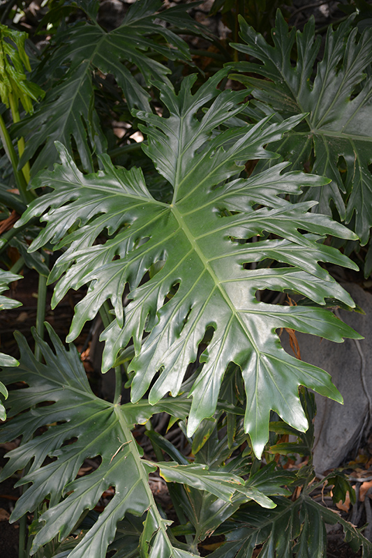 Tree Philodendron (Philodendron selloum) at Brenda's Blumenladen
