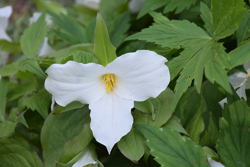 Great White Trillium (Trillium grandiflorum) at Brenda's Blumenladen