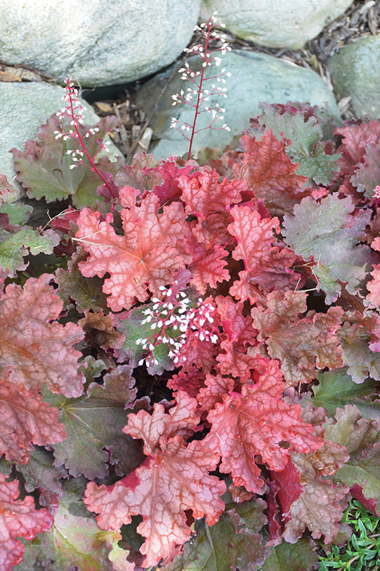 Peachberry Ice Coral Bells (Heuchera 'Peachberry Ice') at Brenda's Blumenladen