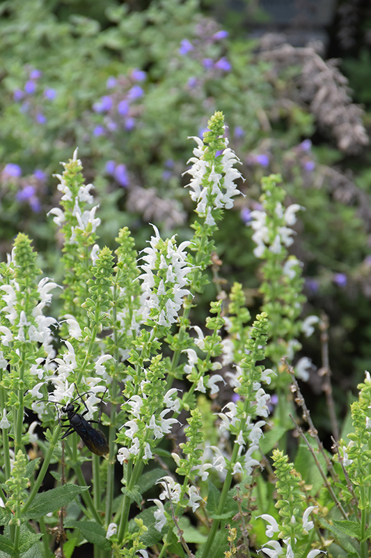 White Profusion Meadow Sage (Salvia nemorosa 'White Profusion') at Brenda's Blumenladen