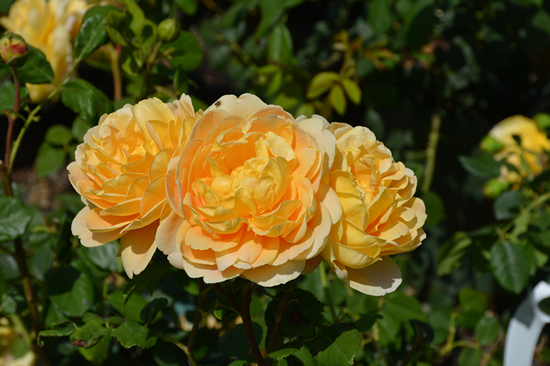 Golden Celebration Rose (Rosa 'Golden Celebration') at Brenda's Blumenladen